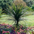Cordyline australis